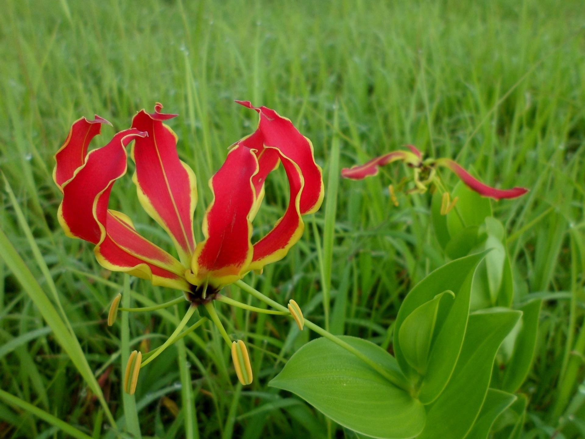 Close-up of vibrant red, flame lily flowers with unique curled petals and yellow edges against lush green grass, showcasing intricate details and a serene natural environment.