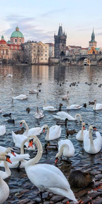 Image of a swan swimming in the Vltava River